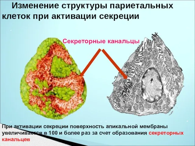 Изменение структуры париетальных клеток при активации секреции Секреторные канальцы При активации секреции