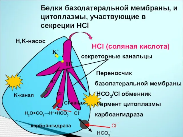 Белки базолатеральной мембраны, и цитоплазмы, участвующие в секреции HCl секреторные канальцы HCl