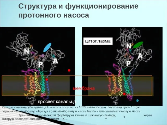 Структура и функционирование протонного насоса H К + цитоплазма мембрана АТФ АДФ