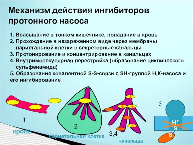 Механизм действия ингибиторов протонного насоса 1. Всасывание в тонком кишечнике, попадание в