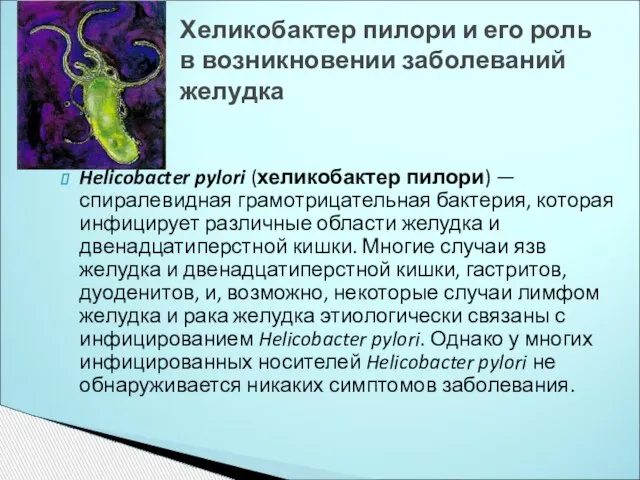 Helicobacter pylori (хеликобактер пилори) — спиралевидная грамотрицательная бактерия, которая инфицирует различные области