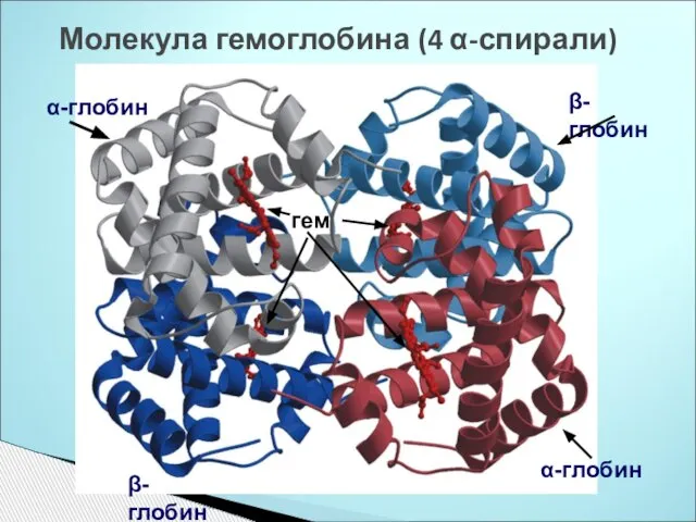 Молекула гемоглобина (4 α-спирали) α-глобин β-глобин гем α-глобин β-глобин