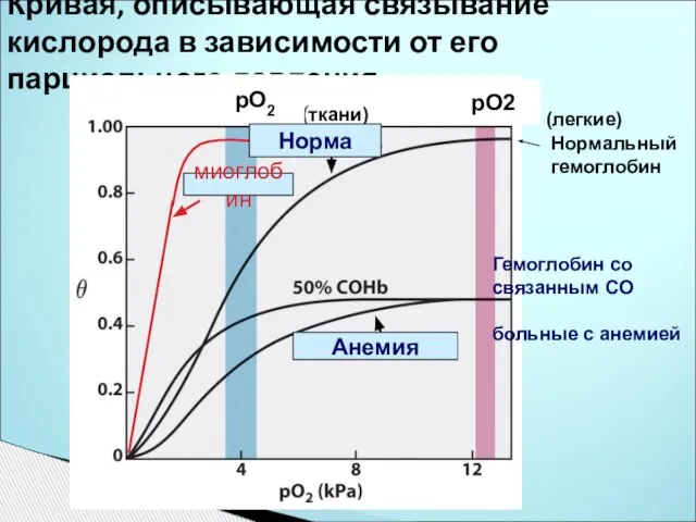 Кривая, описывающая связывание кислорода в зависимости от его парциального давления (ткани) (легкие)