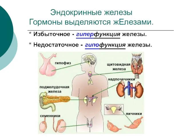 Эндокринные железы Гормоны выделяются жЕлезами.