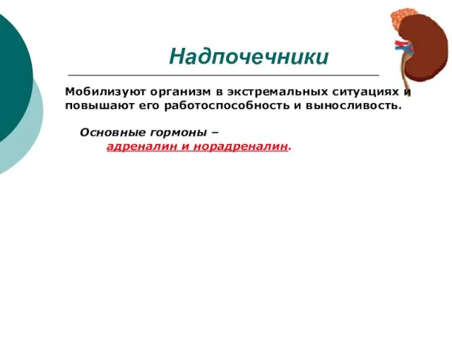 Надпочечники Мобилизуют организм в экстремальных ситуациях и повышают его работоспособность и выносливость.