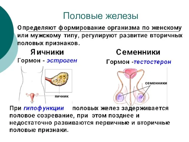 Половые железы