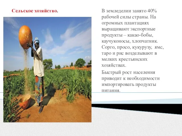 Сельское хозяйство. В земледелии занято 40% рабочей силы страны. На огромных плантациях