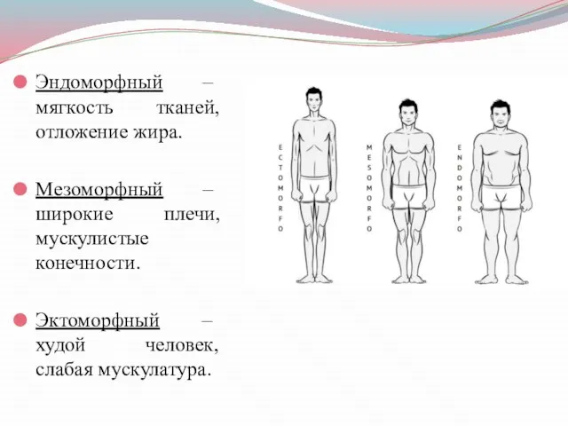Эндоморфный – мягкость тканей, отложение жира. Мезоморфный – широкие плечи, мускулистые конечности.