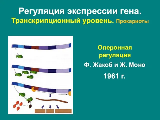 Оперонная регуляция Ф. Жакоб и Ж. Моно 1961 г. Регуляция экспрессии гена. Транскрипционный уровень. Прокариоты