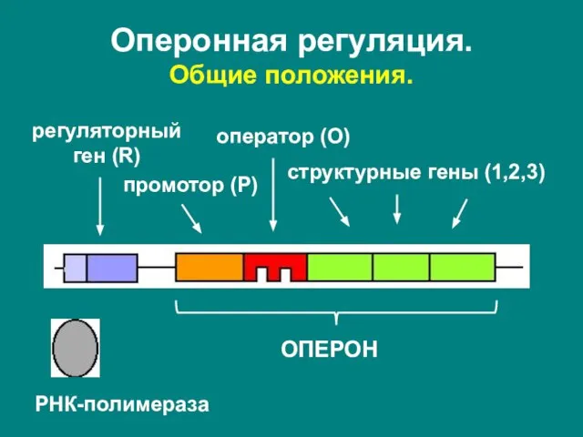 регуляторный ген (R) ОПЕРОН промотор (P) оператор (O) структурные гены (1,2,3) РНК-полимераза Оперонная регуляция. Общие положения.