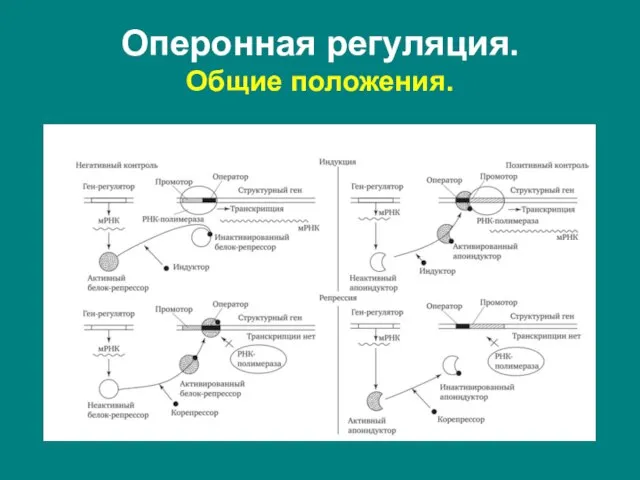 Оперонная регуляция. Общие положения.