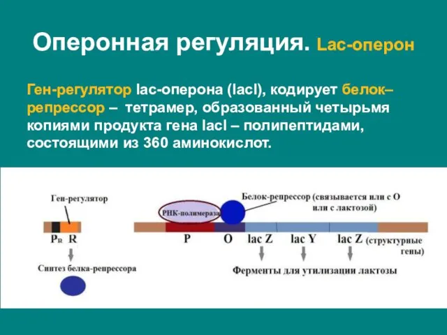Ген-регулятор lac-оперона (lacI), кодирует белок–репрессор – тетрамер, образованный четырьмя копиями продукта гена