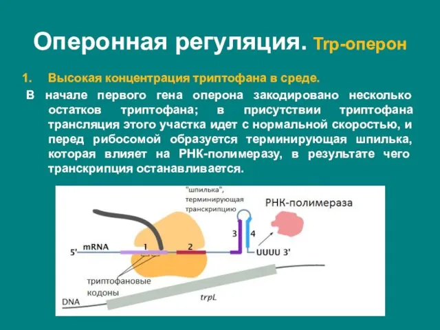 Высокая концентрация триптофана в среде. В начале первого гена оперона закодировано несколько