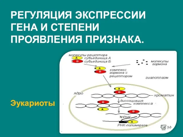 Эукариоты РЕГУЛЯЦИЯ ЭКСПРЕССИИ ГЕНА И СТЕПЕНИ ПРОЯВЛЕНИЯ ПРИЗНАКА.