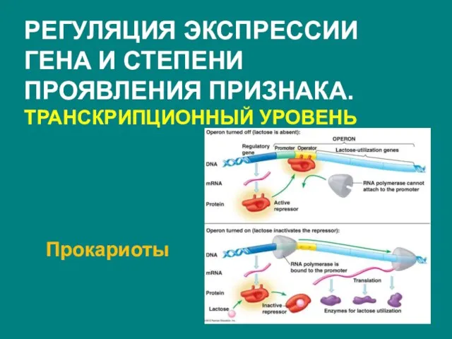 Прокариоты РЕГУЛЯЦИЯ ЭКСПРЕССИИ ГЕНА И СТЕПЕНИ ПРОЯВЛЕНИЯ ПРИЗНАКА. ТРАНСКРИПЦИОННЫЙ УРОВЕНЬ