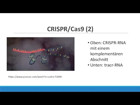 Oben: CRISPR-RNA mit einem komplementären Abschnitt Unten: tracr-RNA CRISPR/Cas9 (2) https://www.youtube.com/watch?v=ouXrsr7U8WI