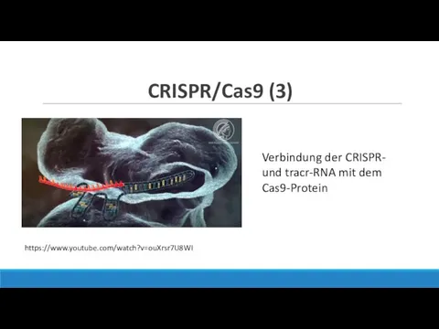 CRISPR/Cas9 (3) Verbindung der CRISPR- und tracr-RNA mit dem Cas9-Protein https://www.youtube.com/watch?v=ouXrsr7U8WI