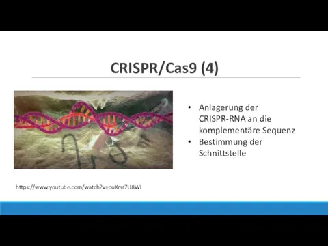 Anlagerung der CRISPR-RNA an die komplementäre Sequenz Bestimmung der Schnittstelle CRISPR/Cas9 (4) https://www.youtube.com/watch?v=ouXrsr7U8WI