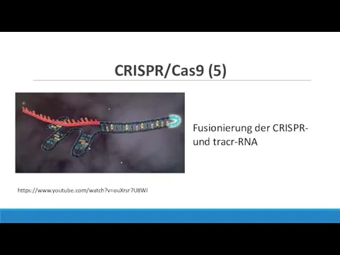 Fusionierung der CRISPR- und tracr-RNA CRISPR/Cas9 (5) https://www.youtube.com/watch?v=ouXrsr7U8WI