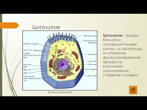 Цитология Цитология – раздел биологии, изучающий живые клетки, их органоиды, их строение,