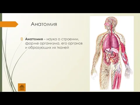 Анатомия Анатомия – наука о строении, форме организма, его органов и образующих их тканей