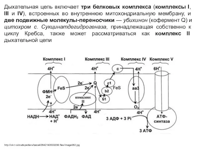 Дыхательная цепь включает три белковых комплекса (комплексы I, III и IV), встроенных