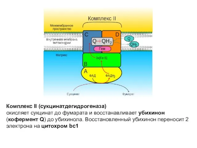 Комплекс II (сукцинатдегидрогеназа) окисляет сукцинат до фумарата и восстанавливает убихинон (кофермент Q)