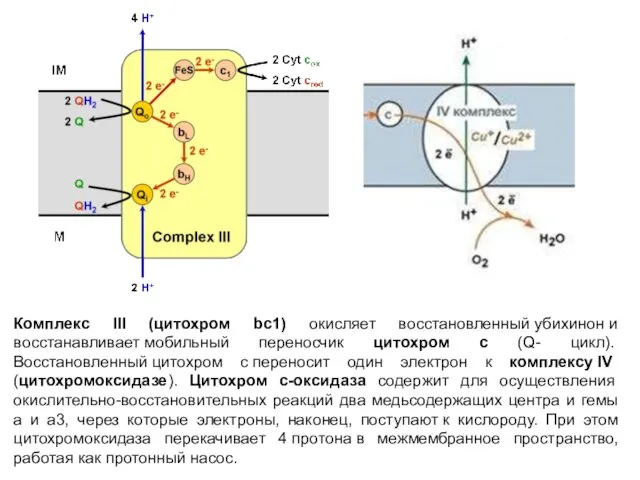 Комплекс III (цитохром bc1) окисляет восстановленный убихинон и восстанавливает мобильный переносчик цитохром