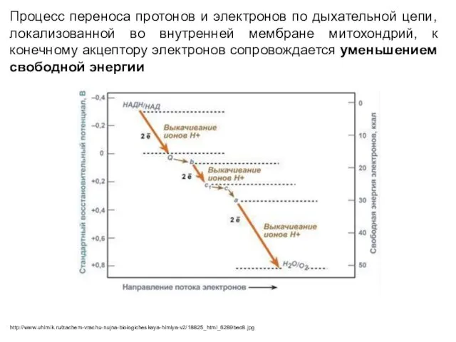 Процесс переноса протонов и электронов по дыхательной цепи, локализованной во внутренней мембране