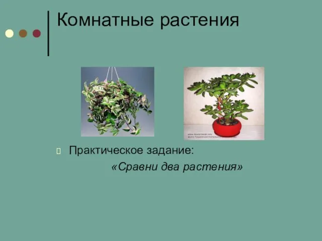 Комнатные растения Практическое задание: «Сравни два растения»