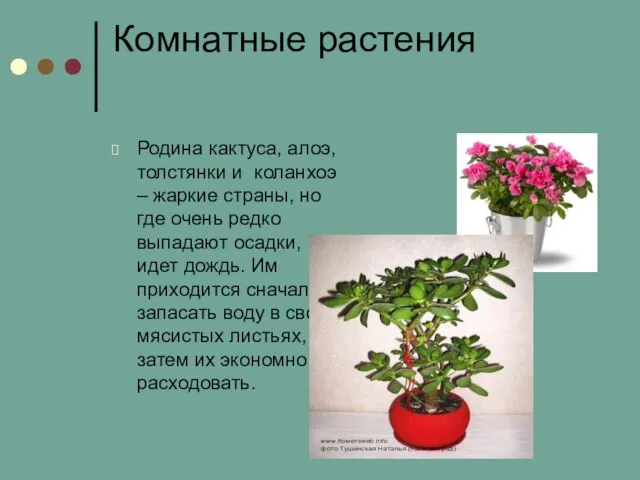 Комнатные растения Родина кактуса, алоэ, толстянки и коланхоэ – жаркие страны, но