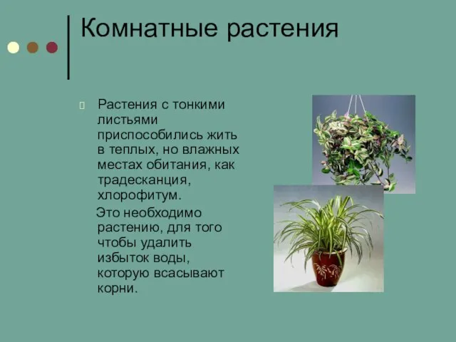 Комнатные растения Растения с тонкими листьями приспособились жить в теплых, но влажных