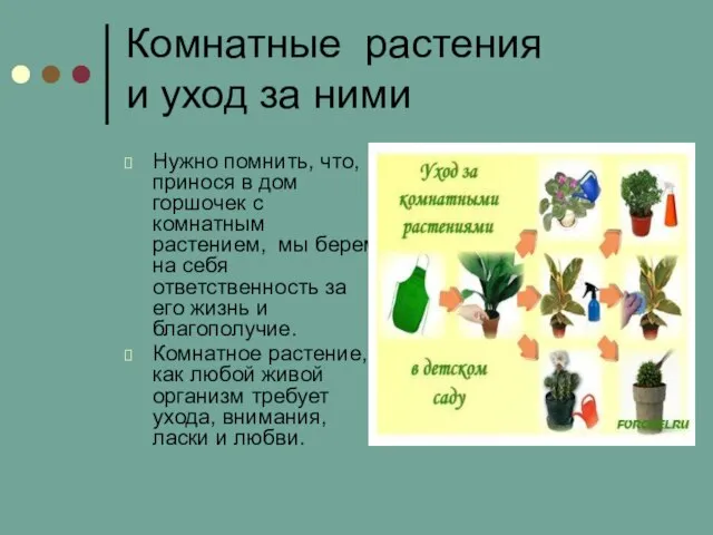 Комнатные растения и уход за ними Нужно помнить, что, принося в дом