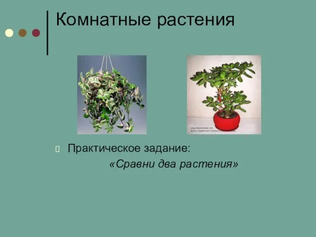 Комнатные растения Практическое задание: «Сравни два растения»