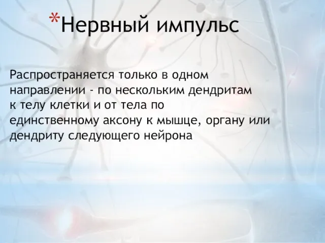 Нервный импульс Распространяется только в одном направлении - по нескольким дендритам к