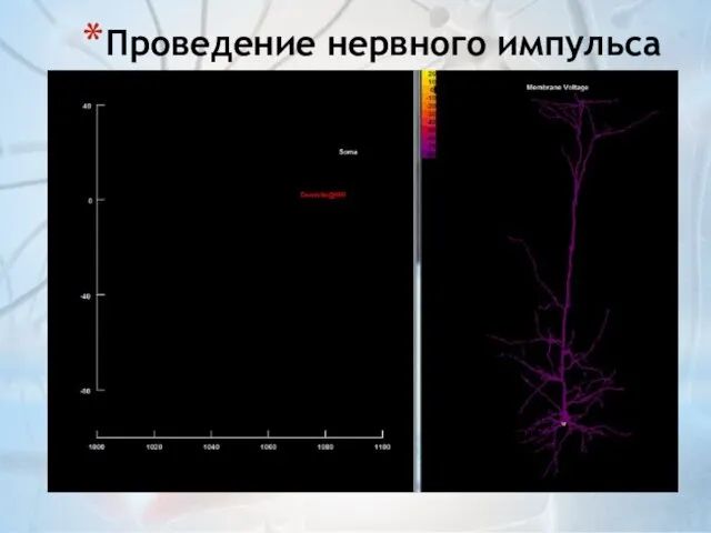 Проведение нервного импульса