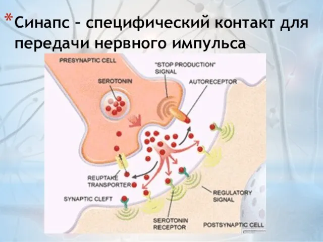 Синапс – специфический контакт для передачи нервного импульса