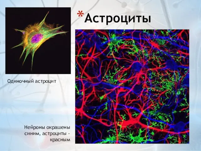 Астроциты Нейроны окрашены синим, астроциты - красным Одиночный астроцит