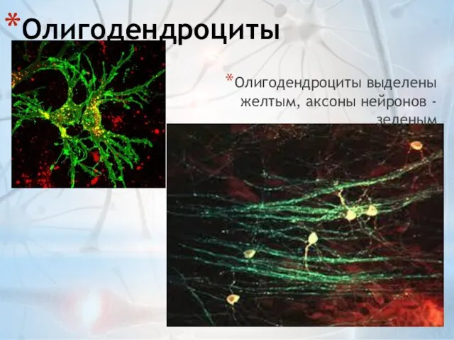 Олигодендроциты Олигодендроциты выделены желтым, аксоны нейронов - зеленым