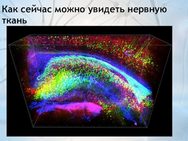 Как сейчас можно увидеть нервную ткань