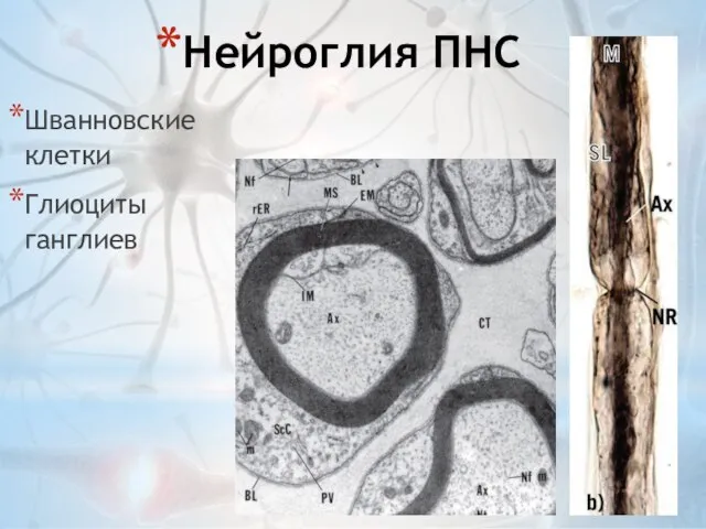 Нейроглия ПНС Шванновские клетки Глиоциты ганглиев