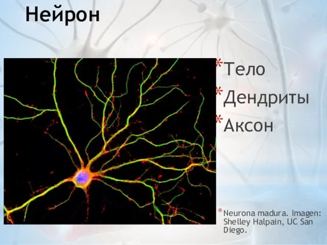 Нейрон Тело Дендриты Аксон Neurona madura. Imagen: Shelley Halpain, UC San Diego.