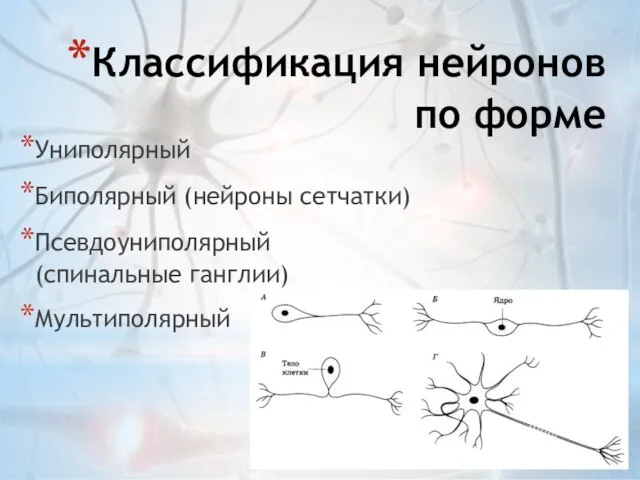 Классификация нейронов по форме Униполярный Биполярный (нейроны сетчатки) Псевдоуниполярный (спинальные ганглии) Мультиполярный