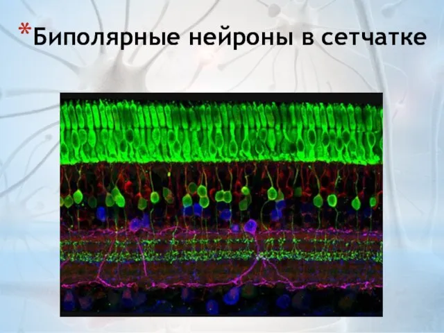 Биполярные нейроны в сетчатке