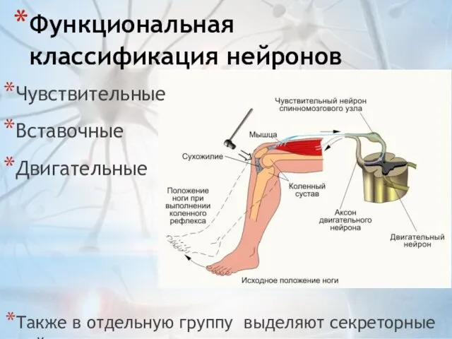 Функциональная классификация нейронов Чувствительные Вставочные Двигательные Также в отдельную группу выделяют секреторные нейроны