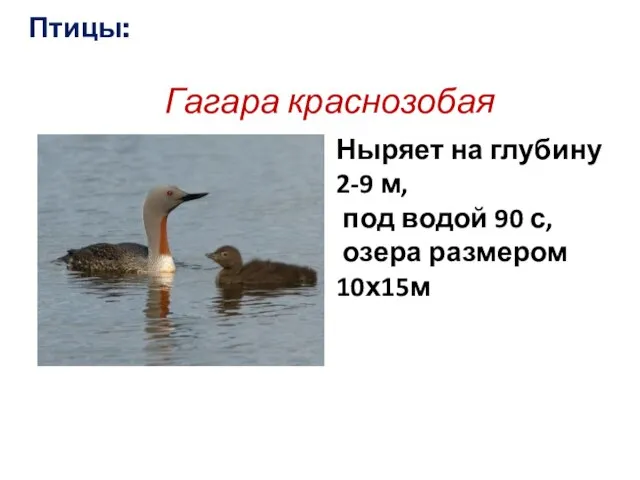 Птицы: Гагара краснозобая Ныряет на глубину 2-9 м, под водой 90 с, озера размером 10х15м