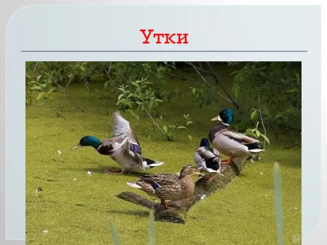 Утки