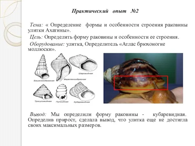 Практический опыт №2 Тема: « Определение формы и особенности строения раковины улитки