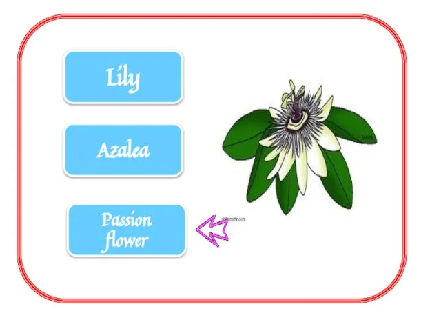 Lily Azalea Passion flower