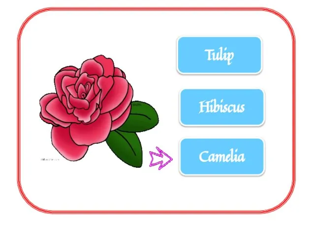 Tulip Hibiscus Camelia